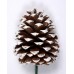 JEFFREY PINE CONE 5"-7" (STAKED) NATURAL/ WHITE TIPPED